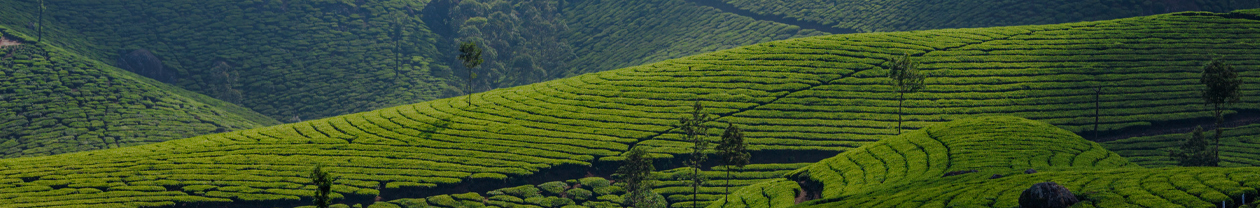 Munnar's Luxury Getaway 
